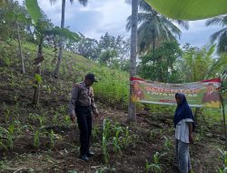 Manfaatkan Lahan Tumpang Sari, Bripka Zulkifli Muhardan Dorong Warga Puutara Kembangkan Tanaman Jagung 